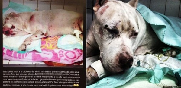 El perro agredido, de la raza pitbull, tuvo que ser hospitalizado. Foto: Archivo www.diariodepernambuco.com.br